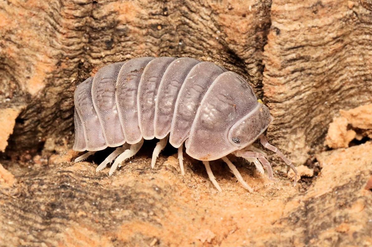 Armadillo tuberculatus