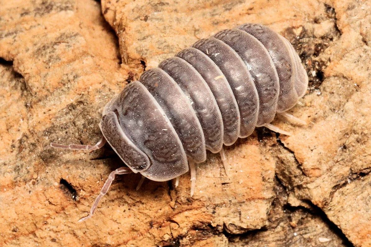 Armadillo tuberculatus