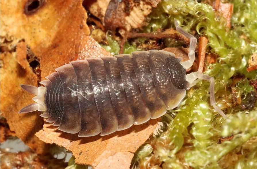 Proporcellio sp. "Turkey"