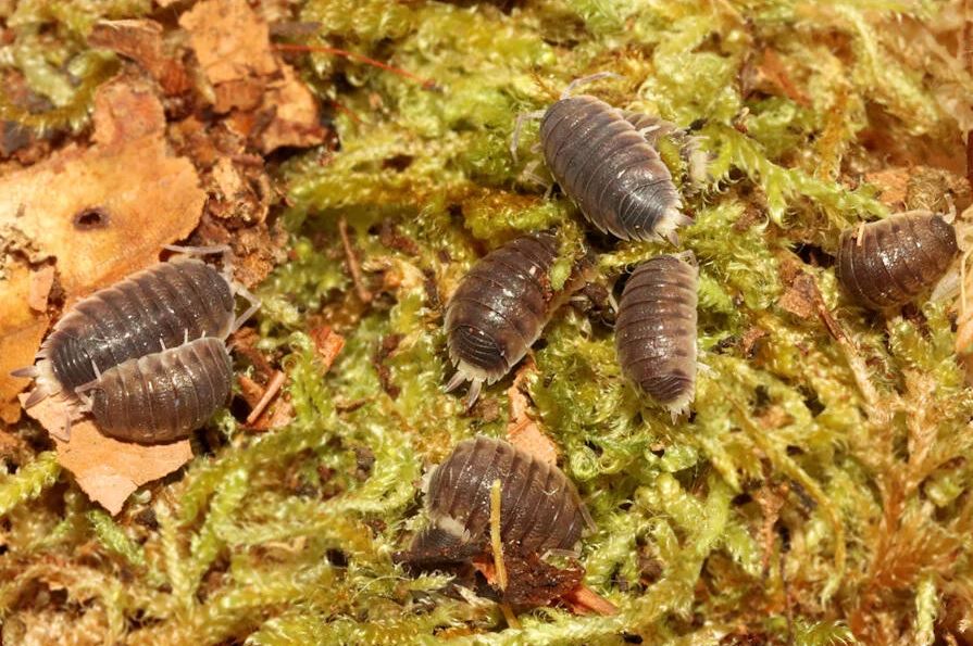 Proporcellio sp. "Turkey"