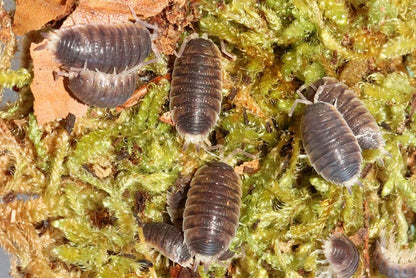 Proporcellio sp. "Turkey"
