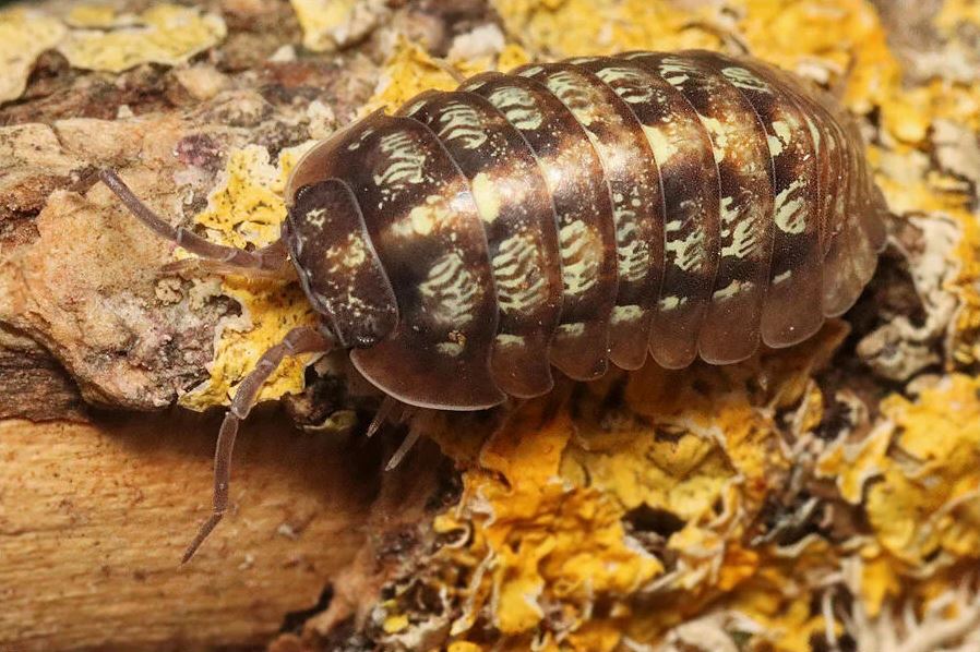 Armadillidium vallombrosae "Marmore Falls"