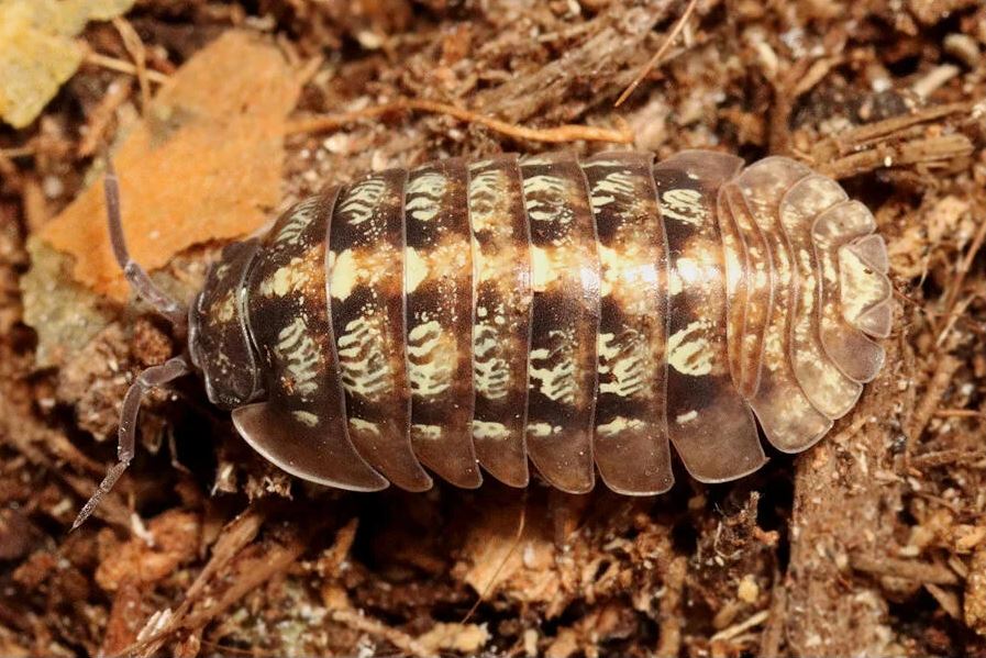 Armadillidium vallombrosae "Marmore Falls"
