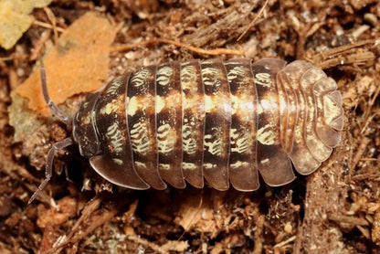 Armadillidium vallombrosae "Marmore Falls"