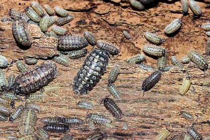 Armadillidium vallombrosae "Marmore Falls"