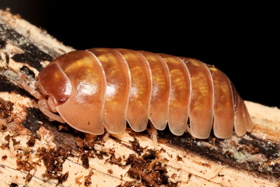 Armadillidium vulgare "Mix"