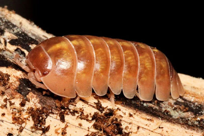 Armadillidium vulgare "Mix"