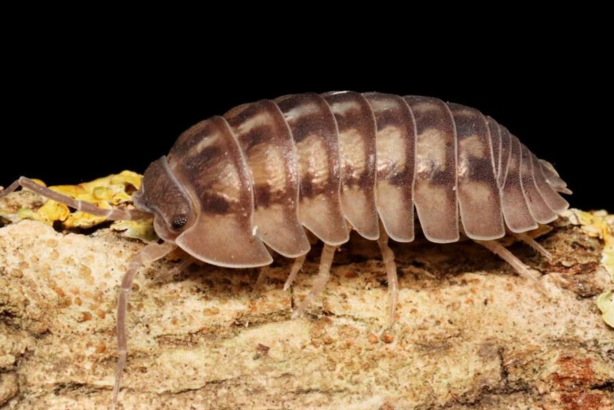 Armadillidium vulgare "Mix"