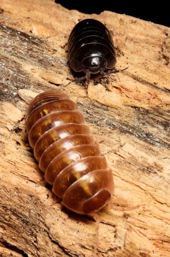 Armadillidium vulgare "Mix"