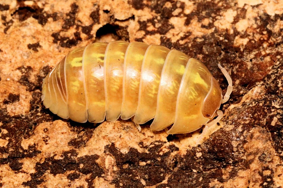 Armadillidium vulgare "Mix"