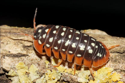Armadillidium werneri