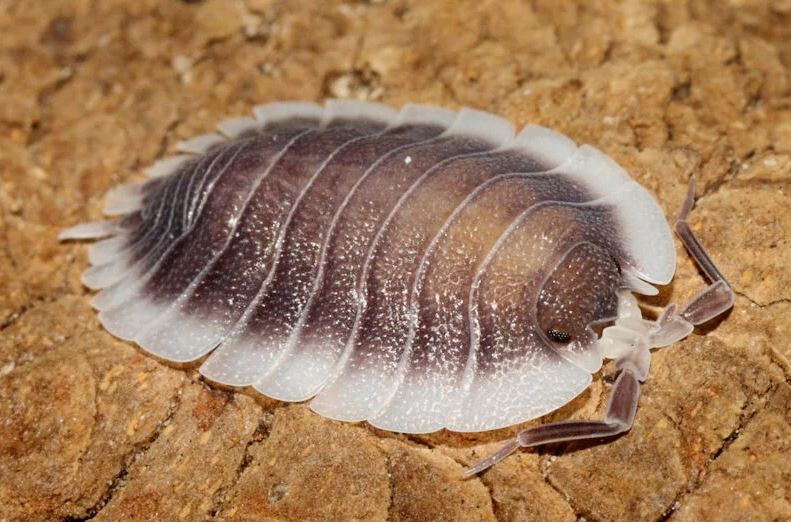 Porcellio werneri