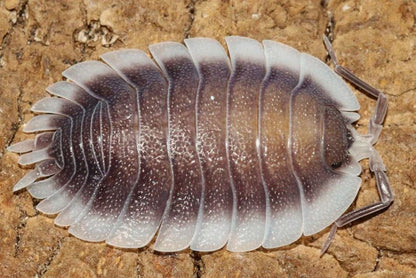 Porcellio werneri