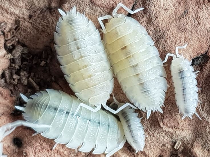 Porcellio scaber "White Out"