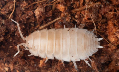 Porcellio scaber "White Out"