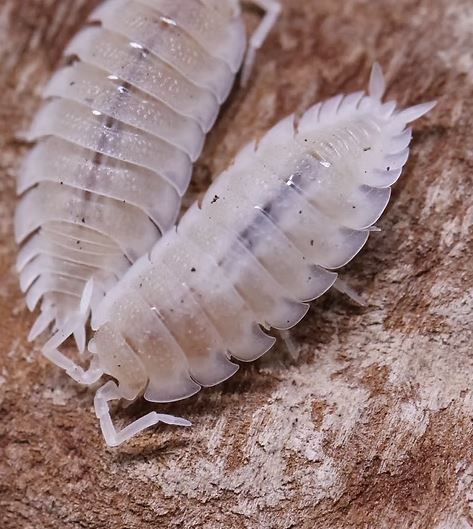 Porcellio scaber "White Out"